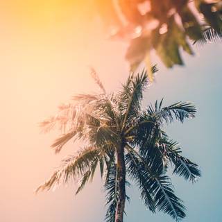 Cool summer sun wallpaper