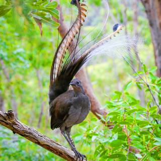 Lyrebirds wallpaper