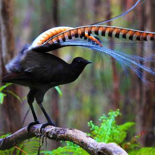 Lyrebirds wallpaper