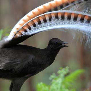 Lyrebirds wallpaper