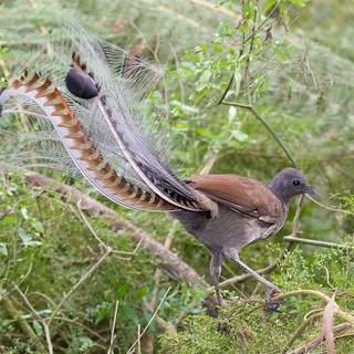 Lyrebirds wallpaper