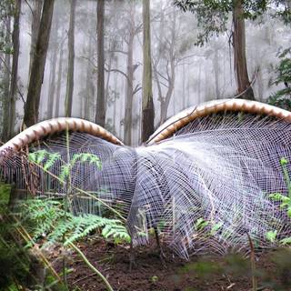 Lyrebirds wallpaper