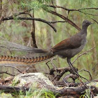 Lyrebirds wallpaper
