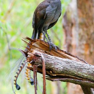 Lyrebirds wallpaper