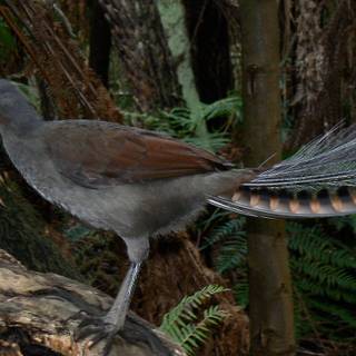 Lyrebirds wallpaper