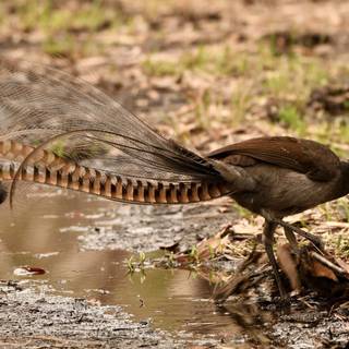 Lyrebirds wallpaper