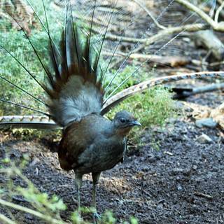 Lyrebirds wallpaper