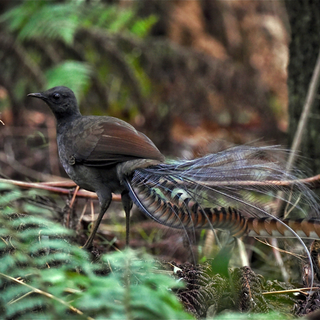 Lyrebirds wallpaper