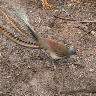 Lyrebirds wallpaper