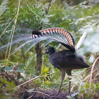 Lyrebirds wallpaper