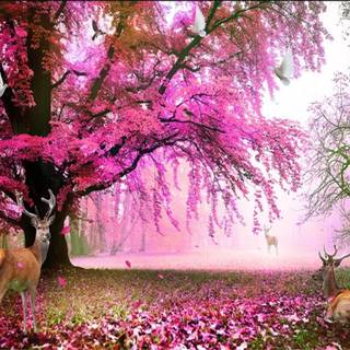 Cherry Blossom fantasy wallpaper