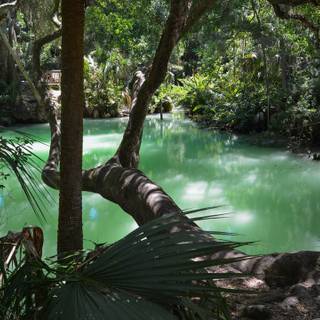 Green springs wallpaper