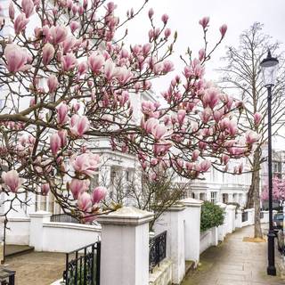 London street spring wallpaper