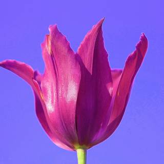 Spring minimalist purple wallpaper