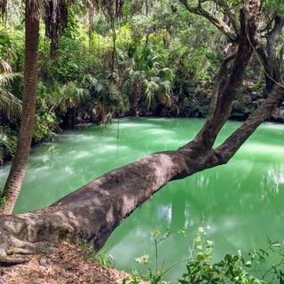 Green springs wallpaper