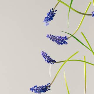 Spring minimalist purple wallpaper