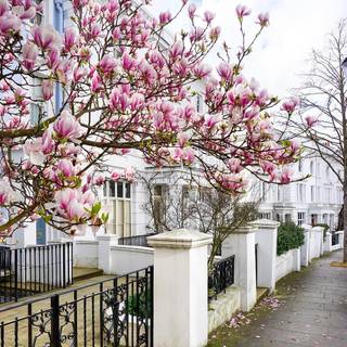 London street spring wallpaper