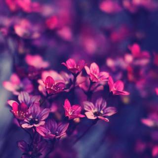 Spring minimalist purple wallpaper
