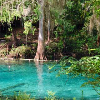 Green springs wallpaper