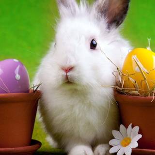 Easter bunny eggs wallpaper