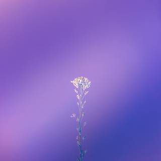 Spring minimalist purple wallpaper
