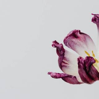 Spring minimalist purple wallpaper