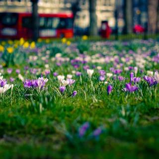 London street spring wallpaper