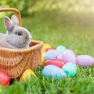 Easter bunny eggs wallpaper