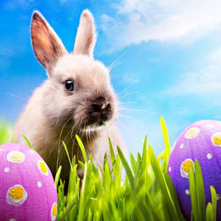 Easter bunny eggs wallpaper