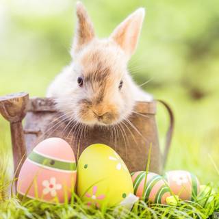 Happy Easter animal wallpaper
