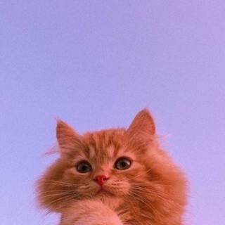 Preppy cat wallpaper