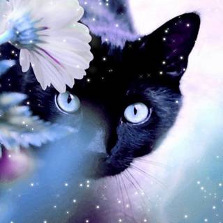 Preppy cat wallpaper