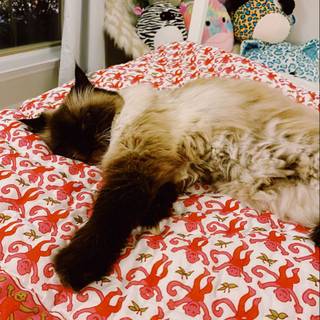 Preppy cat wallpaper