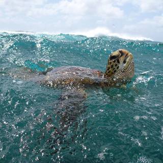 Preppy ocean wallpaper
