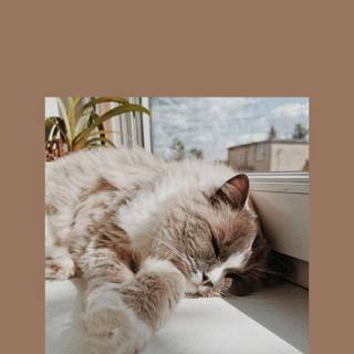 Preppy cat wallpaper