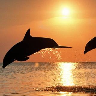 Preppy ocean wallpaper