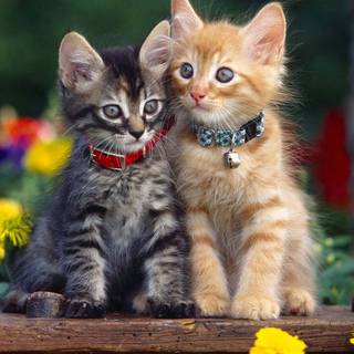 Preppy cat wallpaper