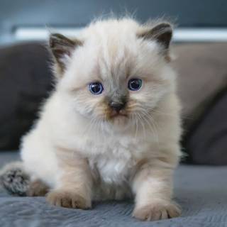 Preppy cat wallpaper