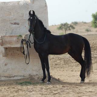 Marwari horse wallpaper