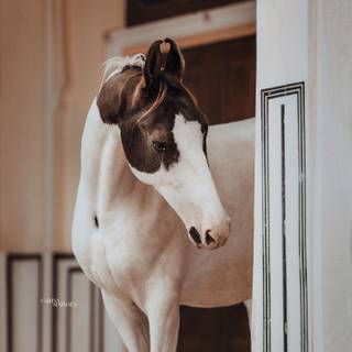 Marwari horse wallpaper