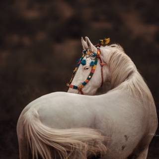 Marwari horse wallpaper