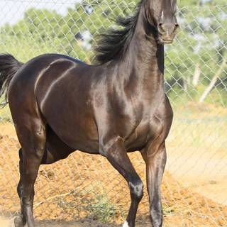 Marwari horse wallpaper