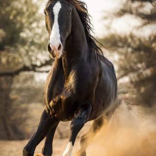 Marwari horse wallpaper