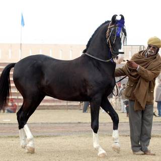 Marwari horse wallpaper