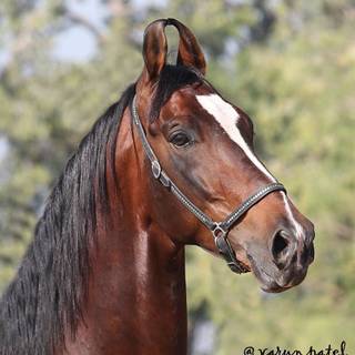 Marwari horse wallpaper