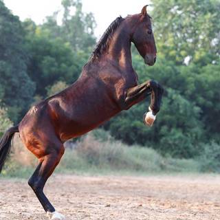 Marwari horse wallpaper