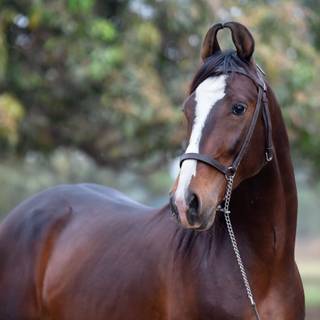 Marwari horse wallpaper