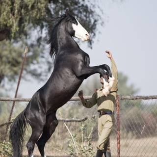 Marwari horse wallpaper