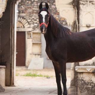 Marwari horse wallpaper