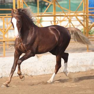 Marwari horse wallpaper